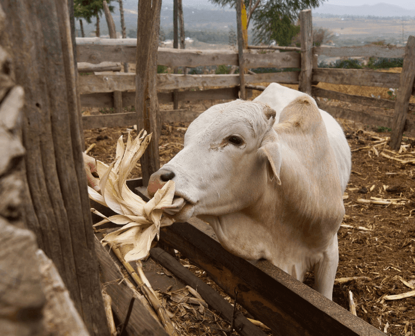 Uitzicht over de velden van de boerderij van gids Jonas
