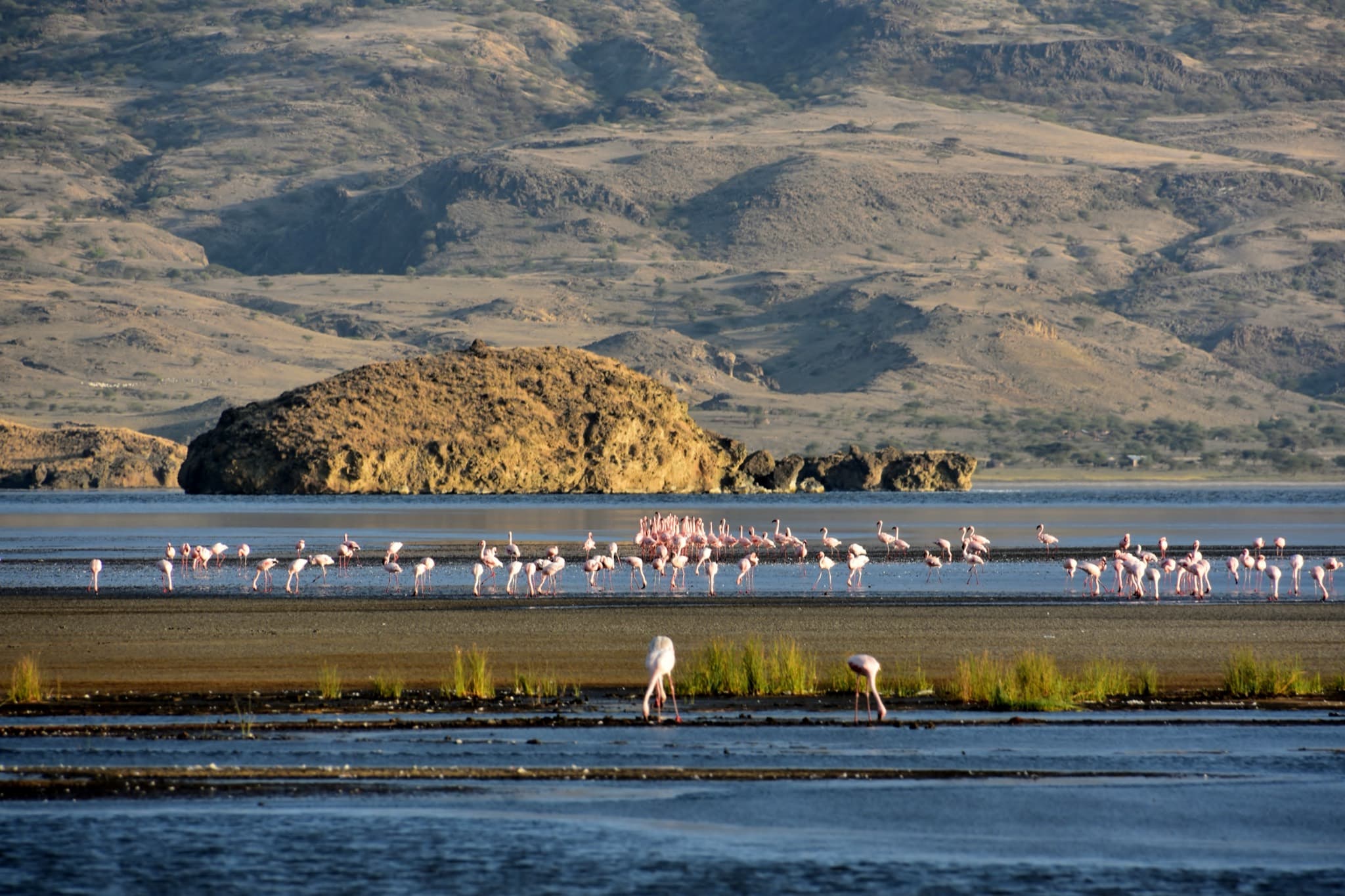 Kleine flamingo's in de ondiepe oevers van Lake Natron, met daarachter de steile wanden van de Riftvallei