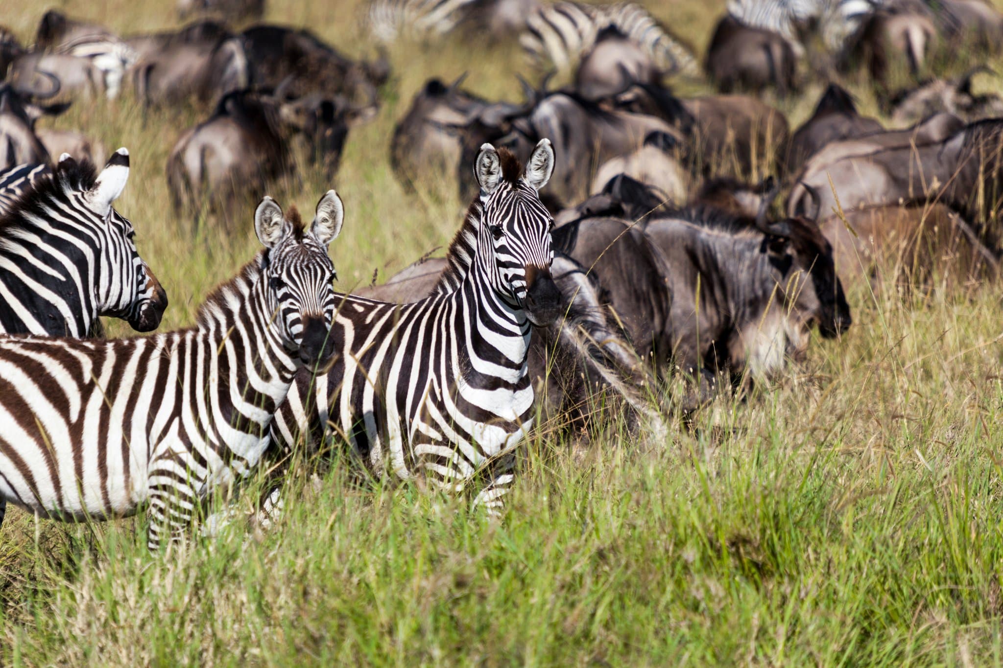 Gnoes en zebra's van de Grote Migratie bij Ndutu