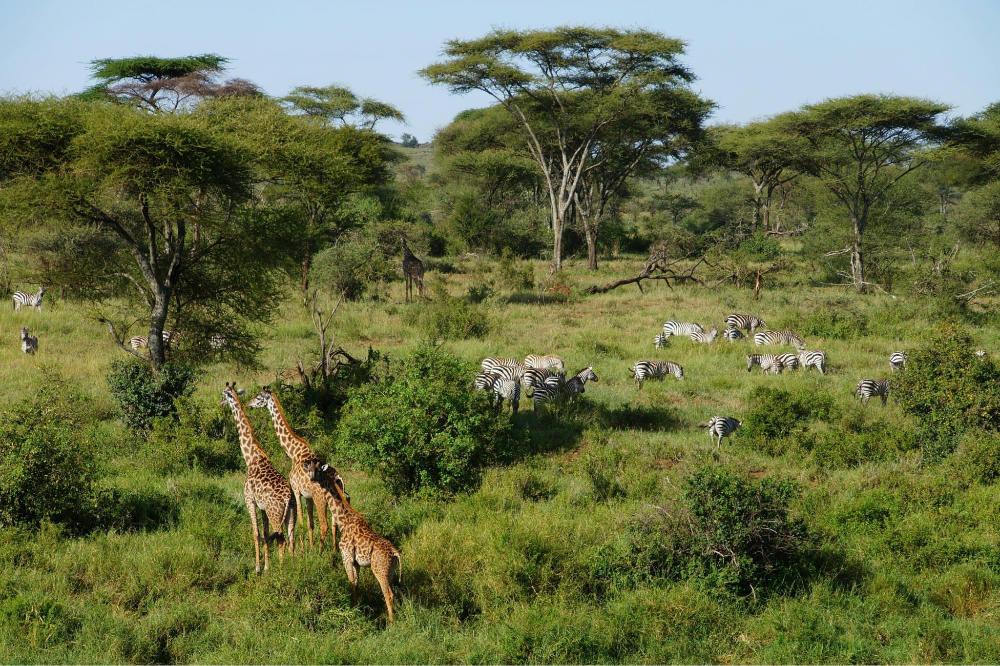 Luchtfoto van het groene landschap van Arusha National Park
