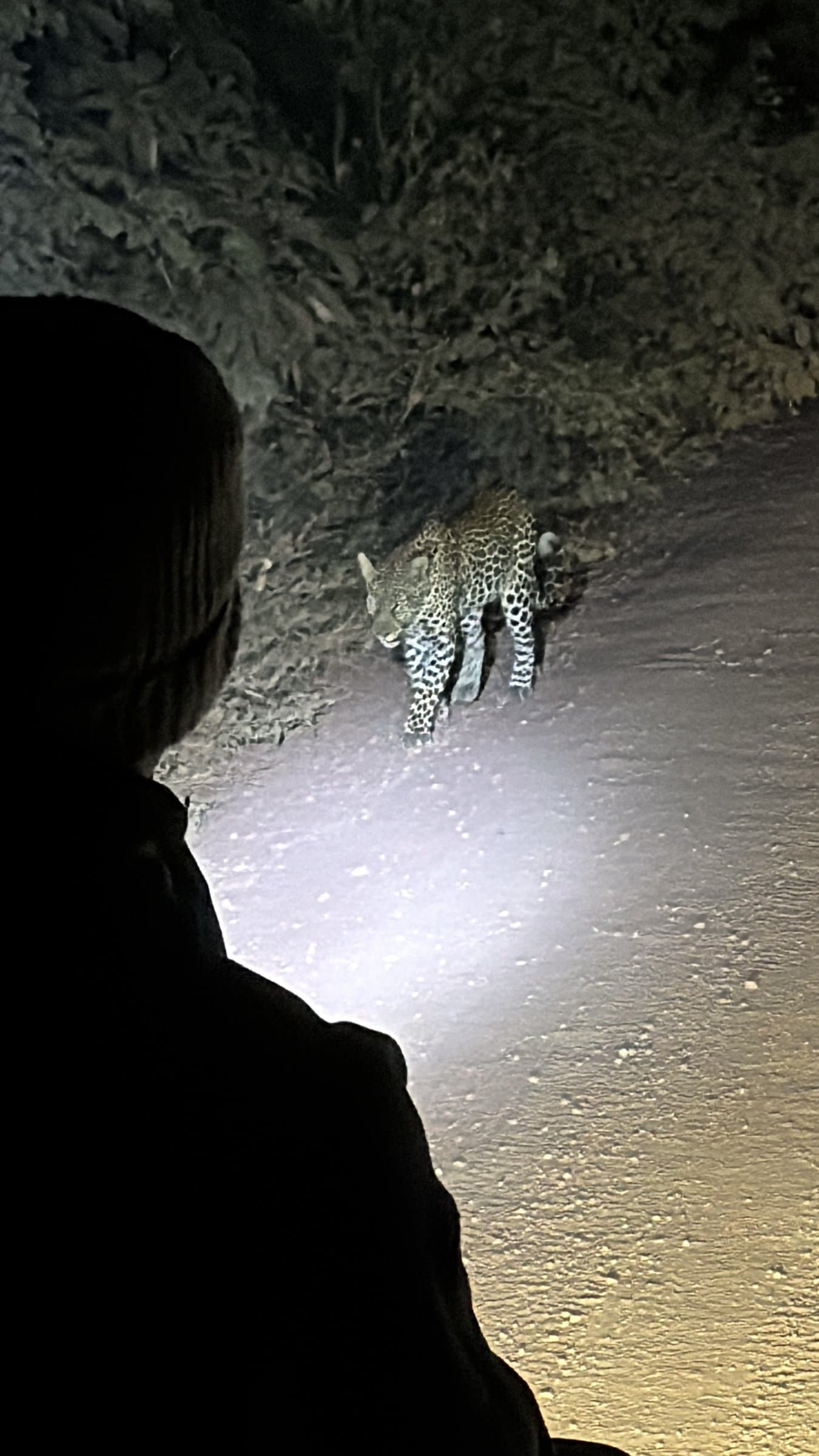 Luipaard sluipt tijdens een nachtsafari in Tanzania