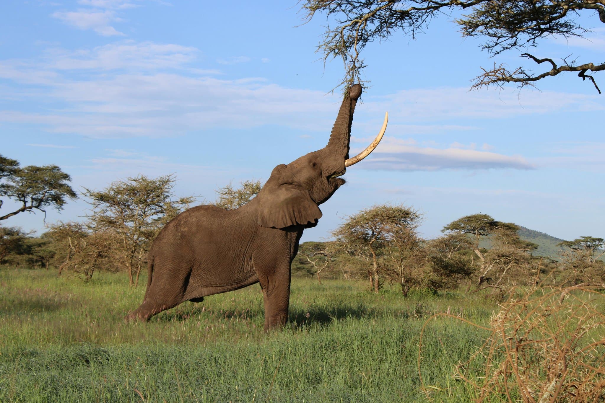 Olifant in de groene savanne van Tanzania