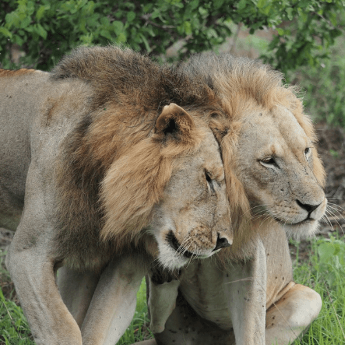 Twee leeuwen dicht bij elkaar op de savanne van Tanzania