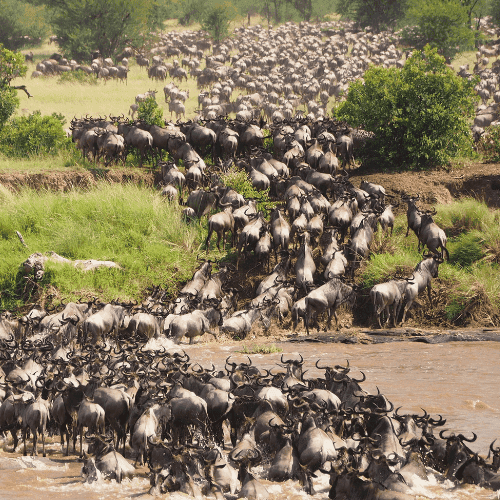 Gnoes steken tijdens de Grote Trek de Mara-rivier over