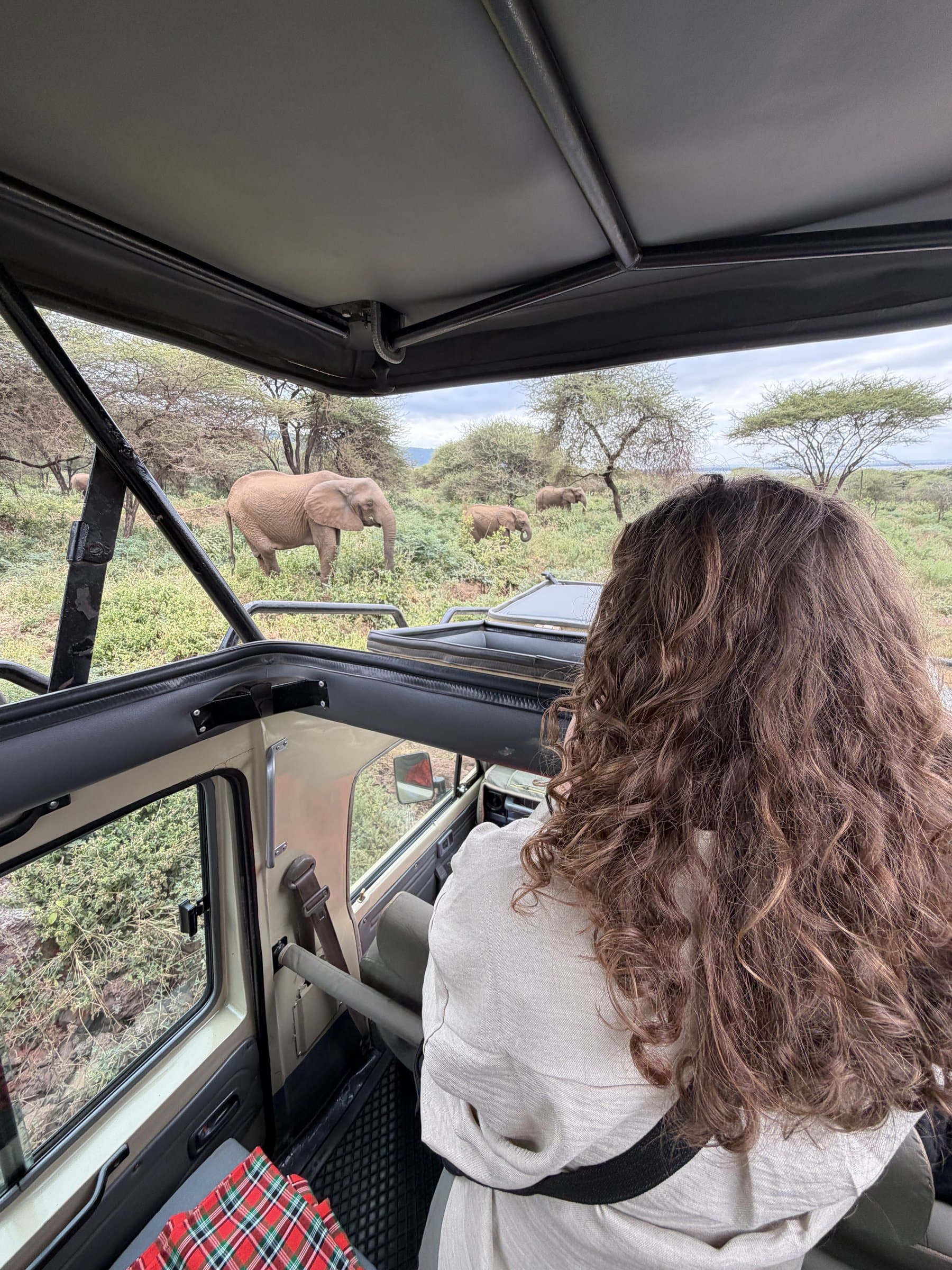 Reiziger in de open safariwagen dichtbij olifanten