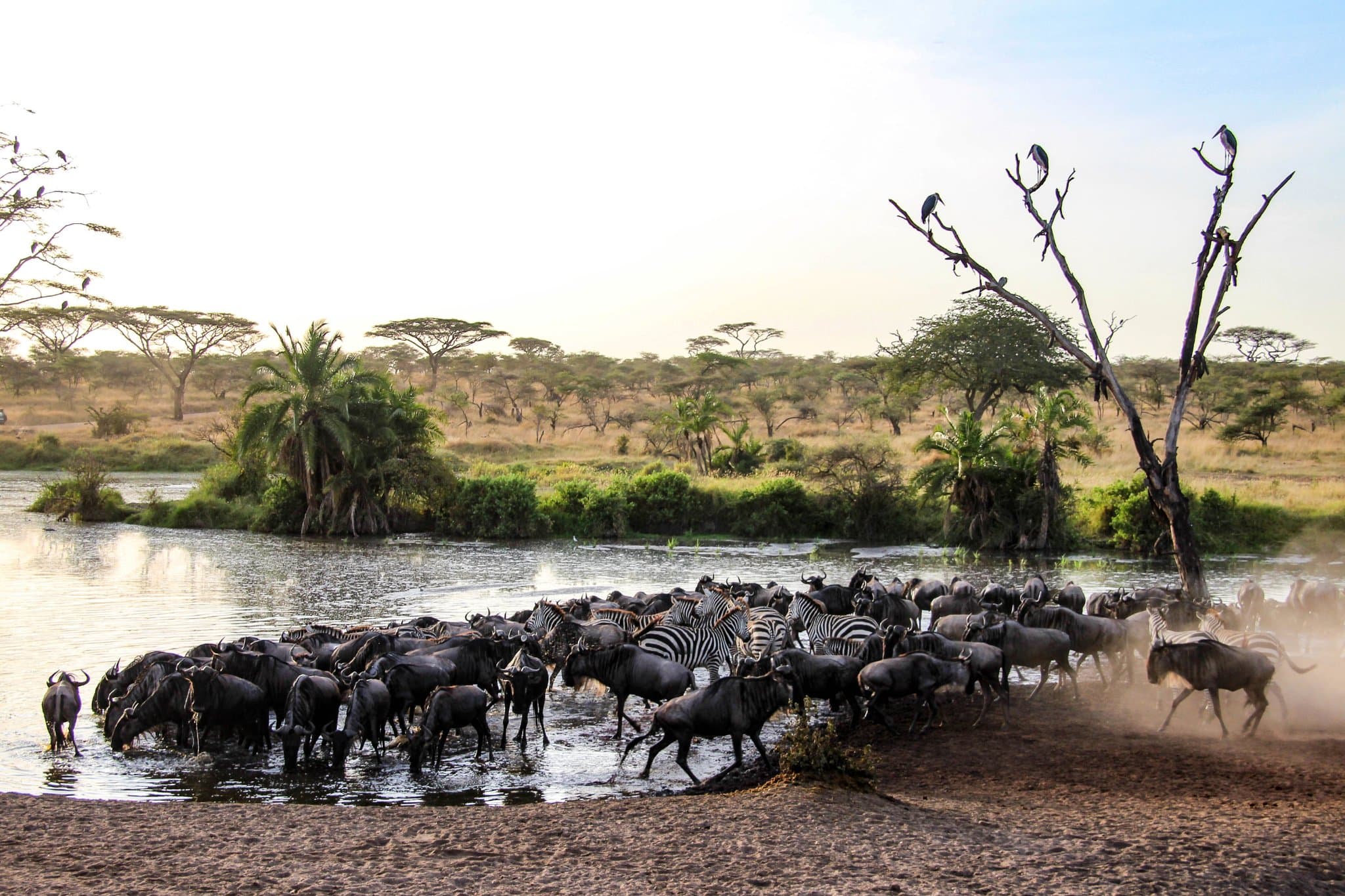 Duizenden gnoes van de Grote Migratie bij de rivier in de Serengeti