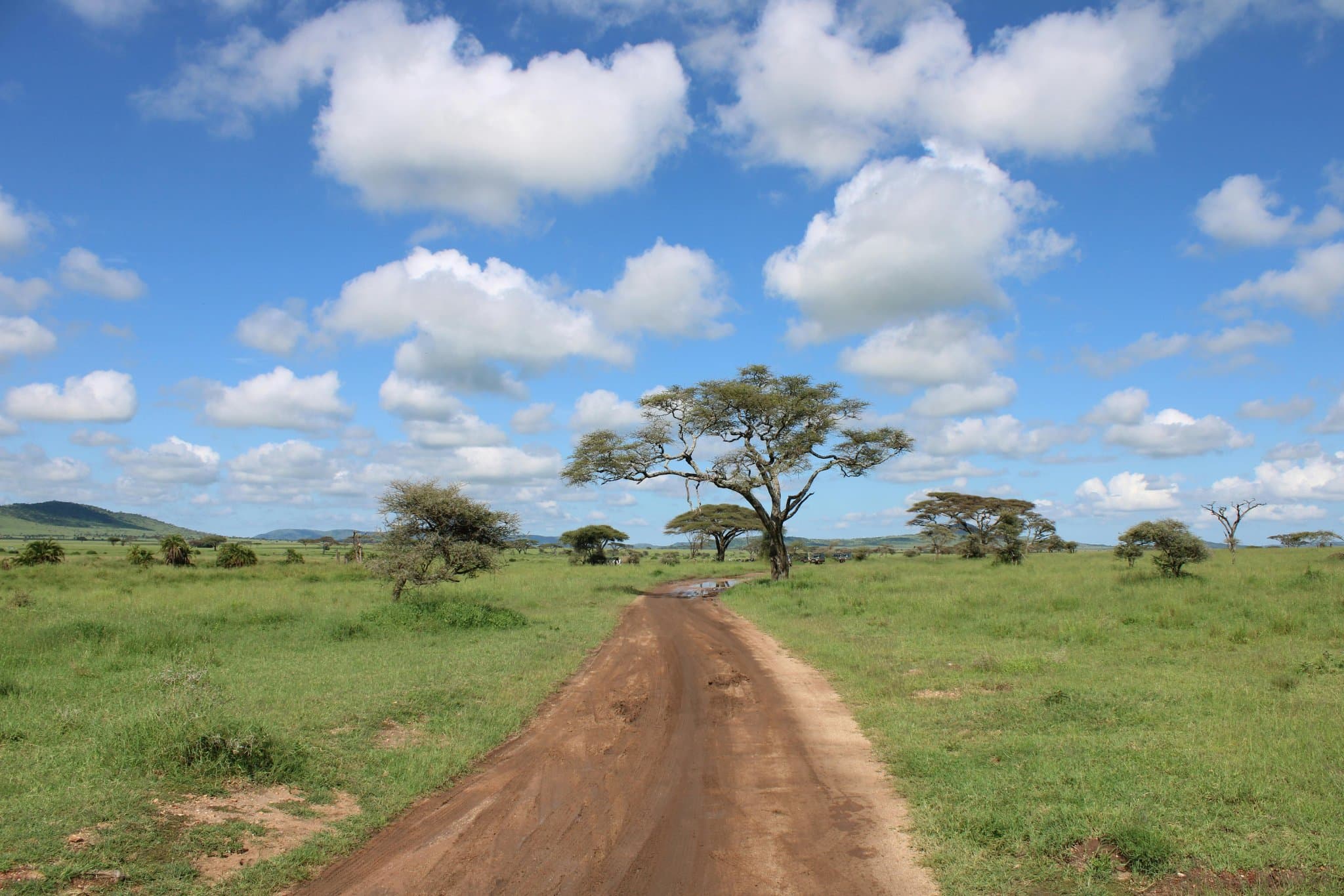 Safariweg door de savanne van Tanzania