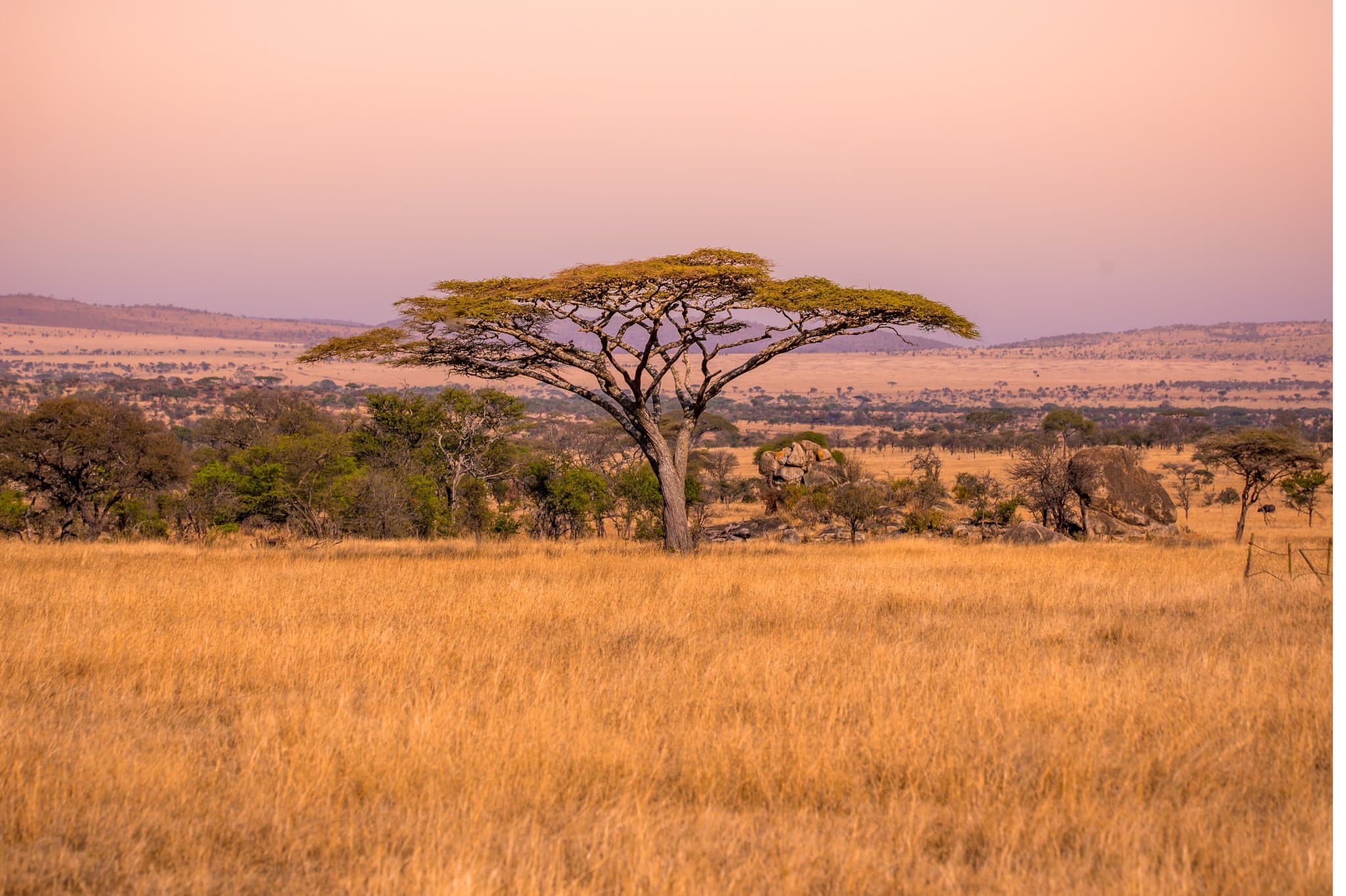 Zonsondergang bij een acaciaboom in de Serengeti tijdens de Grote Trek