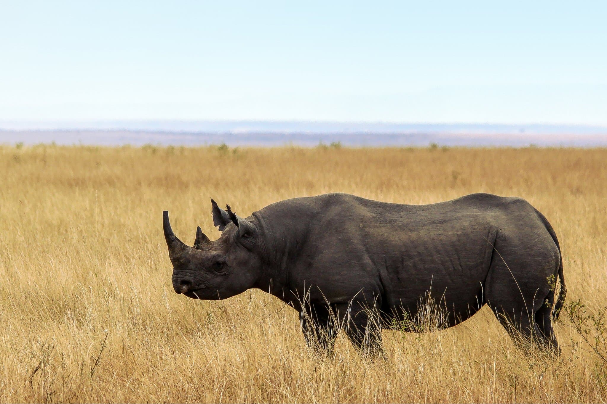 Zwarte neushoorn op de bodem van de Ngorongoro Krater