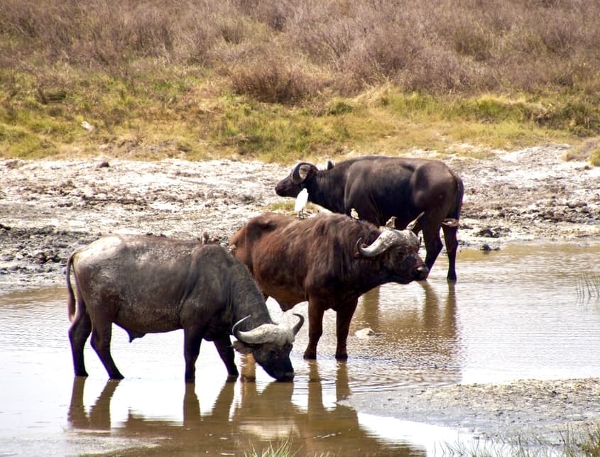 Buffels drinken bij het water in de Ngorongoro Krater