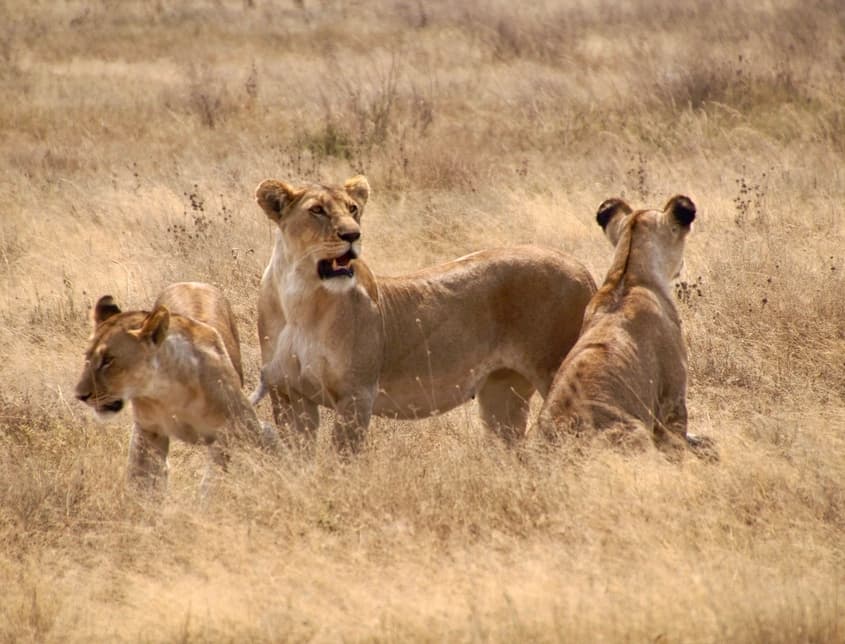 Leeuwen lopen door het gras van de Serengeti