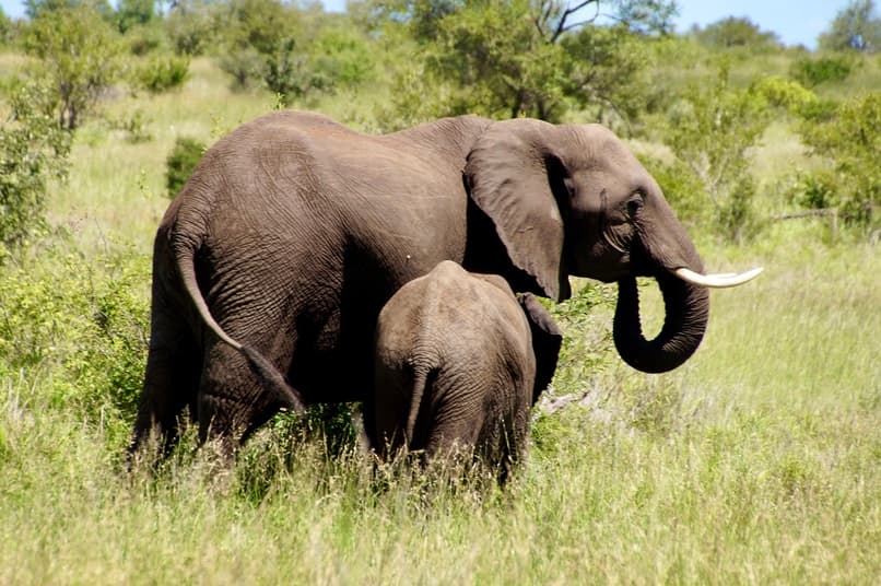 Kudde olifanten bij de rivier in Tarangire National Park