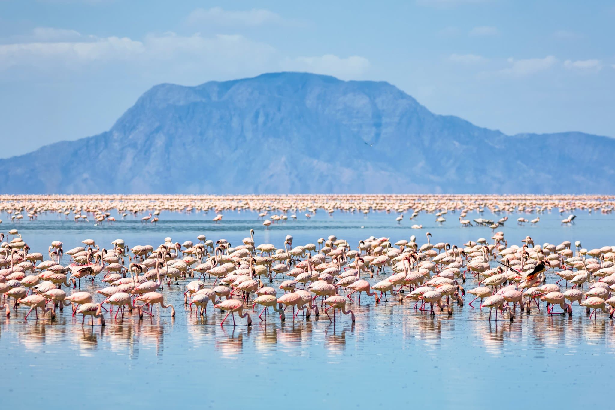 Flamingo's in het meer van Lake Manyara