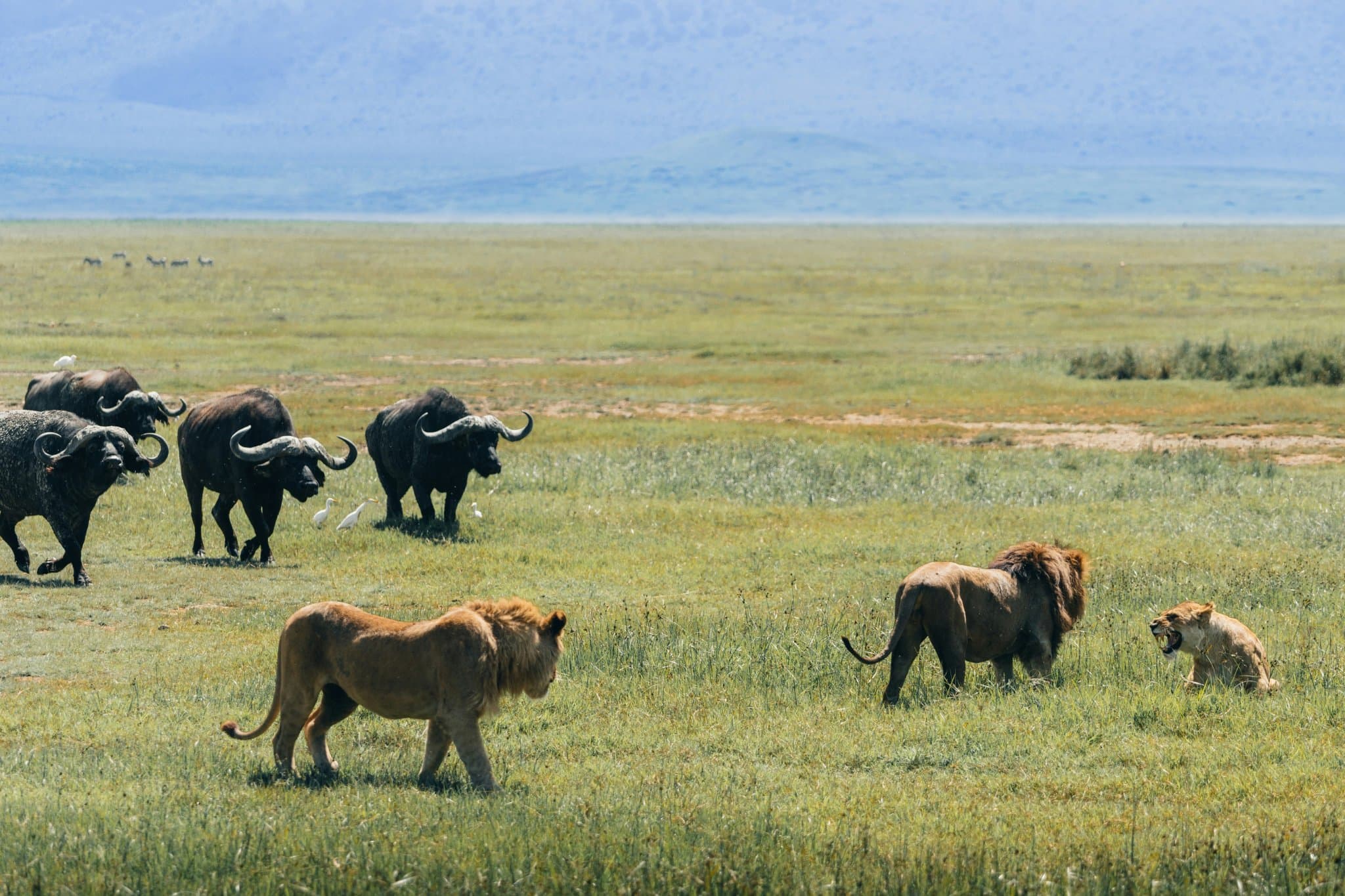 Leeuwen en buffels op de bodem van de Ngorongoro Krater