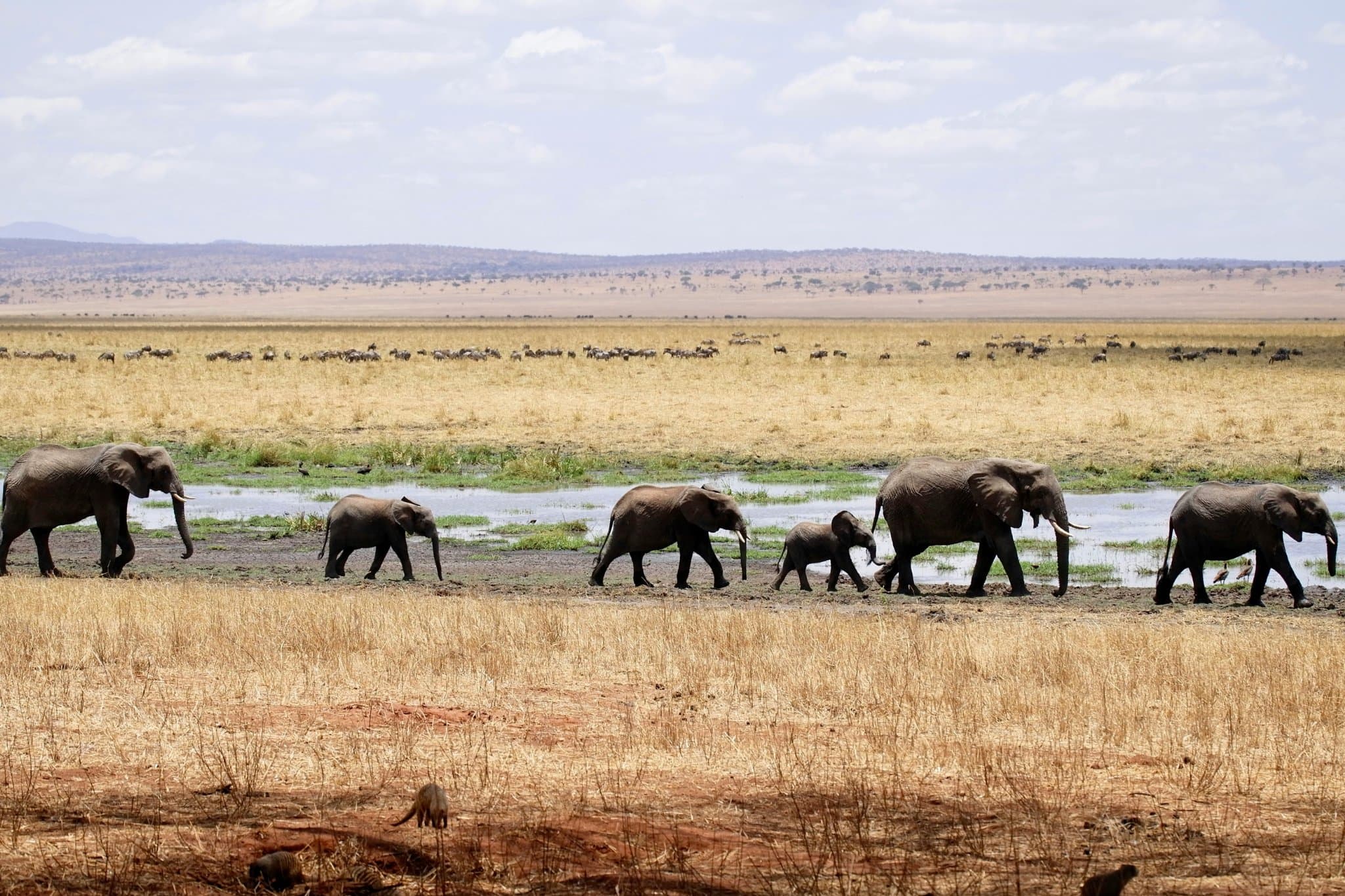 Kudde olifanten met jonge kalfjes op een rij in Tarangire National Park