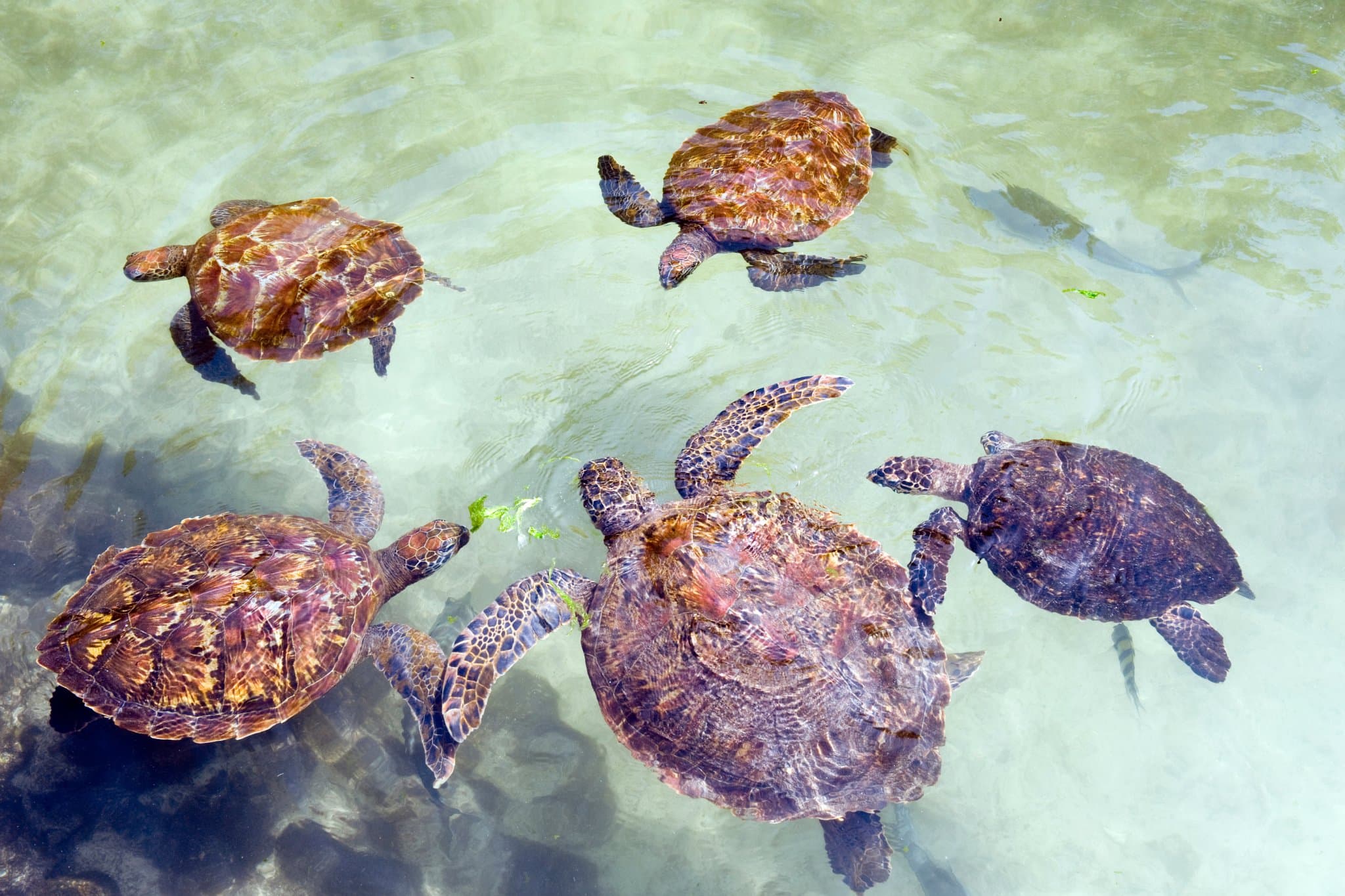 Zeeschildpadden zwemmen in het heldere water rond Zanzibar