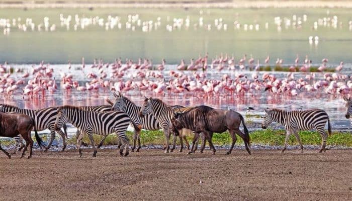 Zebra aan de oever van het meer in Lake Manyara National Park