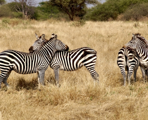 Zebra's op uitkijk in Tarangire National Park