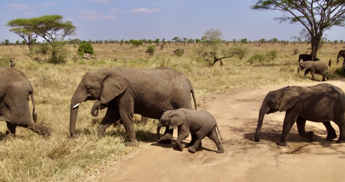 Olifanten kudde steken weg over in Serengeti
