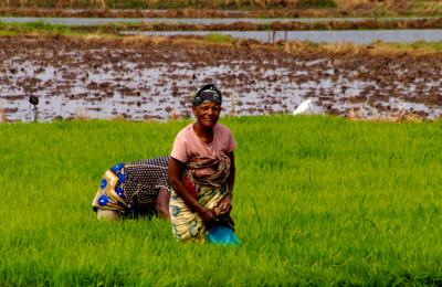 Local aan het werk in rijstveld