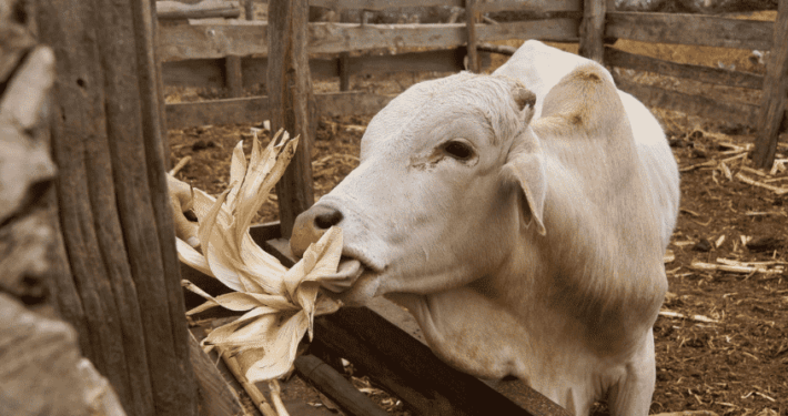 Koe aan het voeren op boerderij Jonas