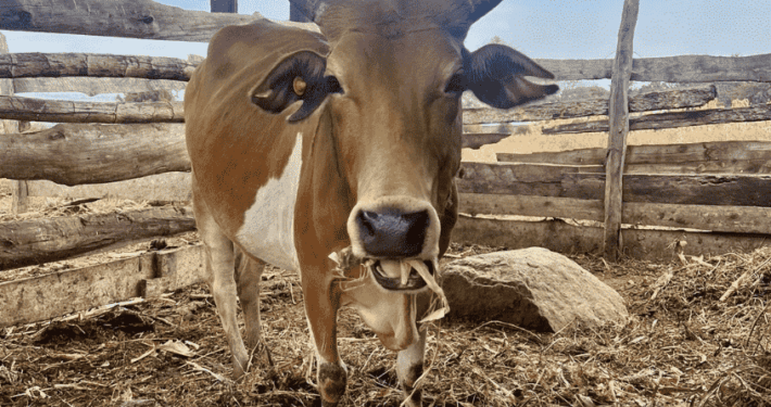 Koe op boerderij van Jonas