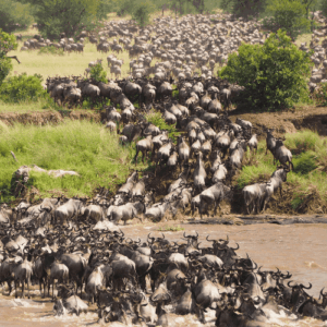 Grote gnoetrek die de Mara-rivier oversteekt in Serengeti National Park in Tanzania