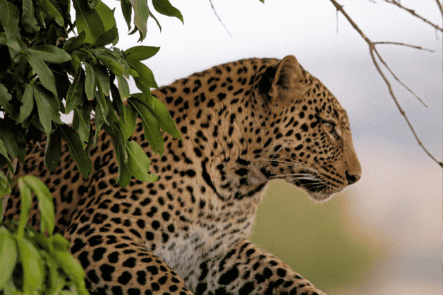 Luipaard in boom in Serengeti