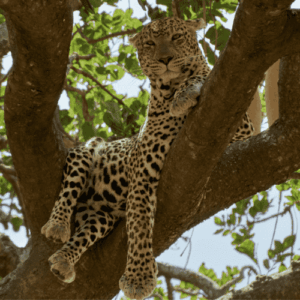 Luipaard in boom in Serengeti