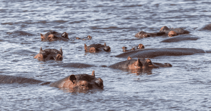 Nijlpaarden in water in Ngorongoro