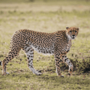 Cheeta tijdens safari in Tanzania