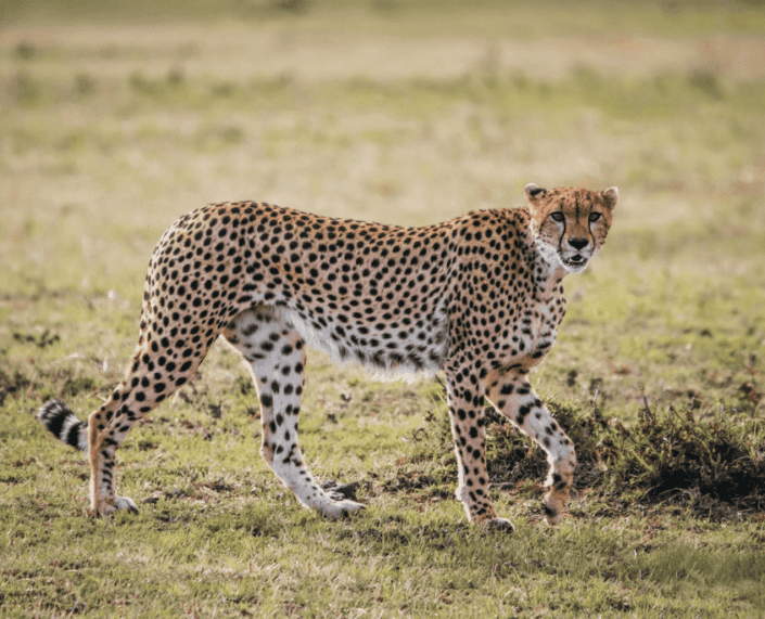 Cheeta tijdens safari in Tanzania