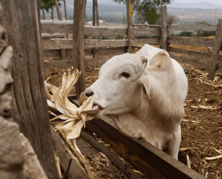 Koe op Jonas zijn boerderij
