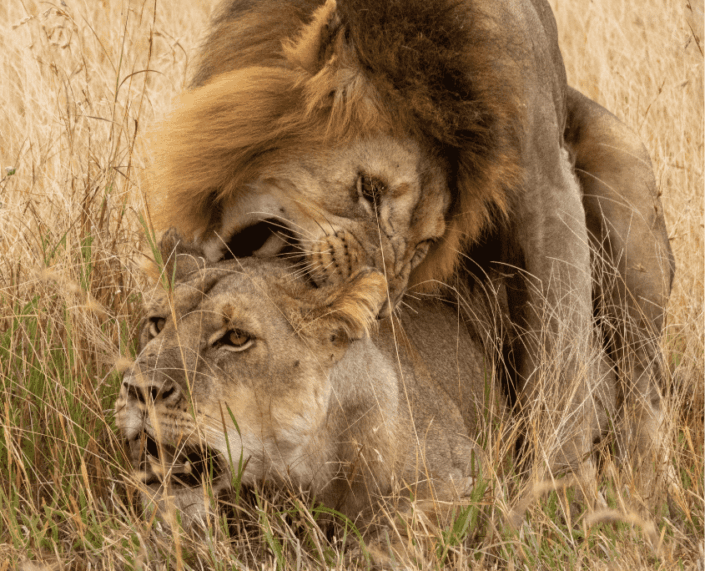 Twee leeuwen in Tanzania op safari