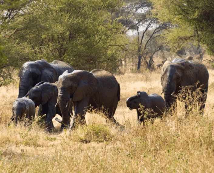 Wandelende kudde olifanten in Tarangire