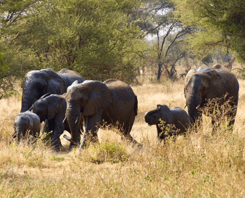 Wandelende kudde olifanten in Tarangire