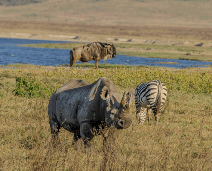 Neushoorn, zebra en gnoe in Ngorongoro op Tanzania safari
