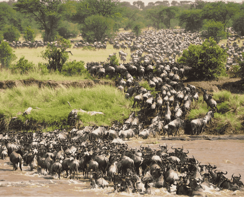 Mara rivier oversteek in Serengeti tijdens Tanzania safari