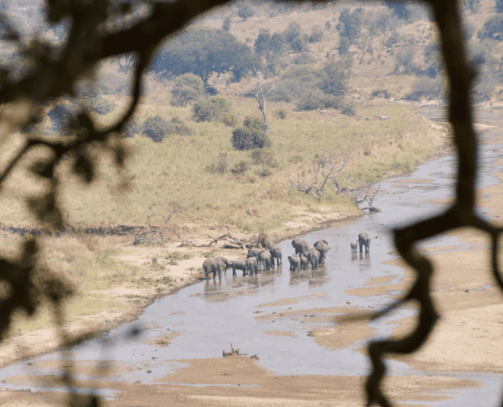Kudde olifanten in Tarangire bij Tarangire-rivier
