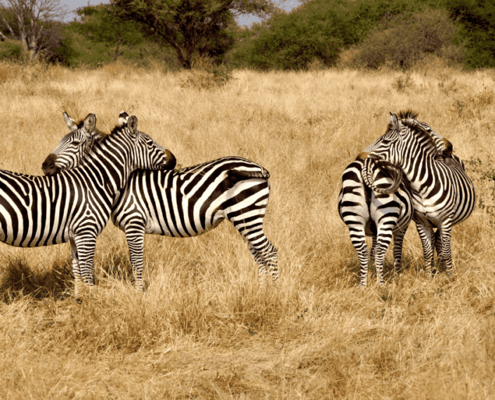Zebra's in Tarangire National Park