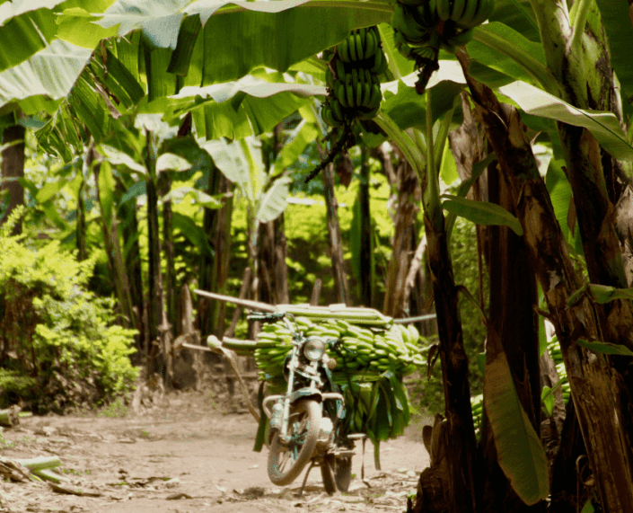 Mto wa Mbu fietstour bananenplantage