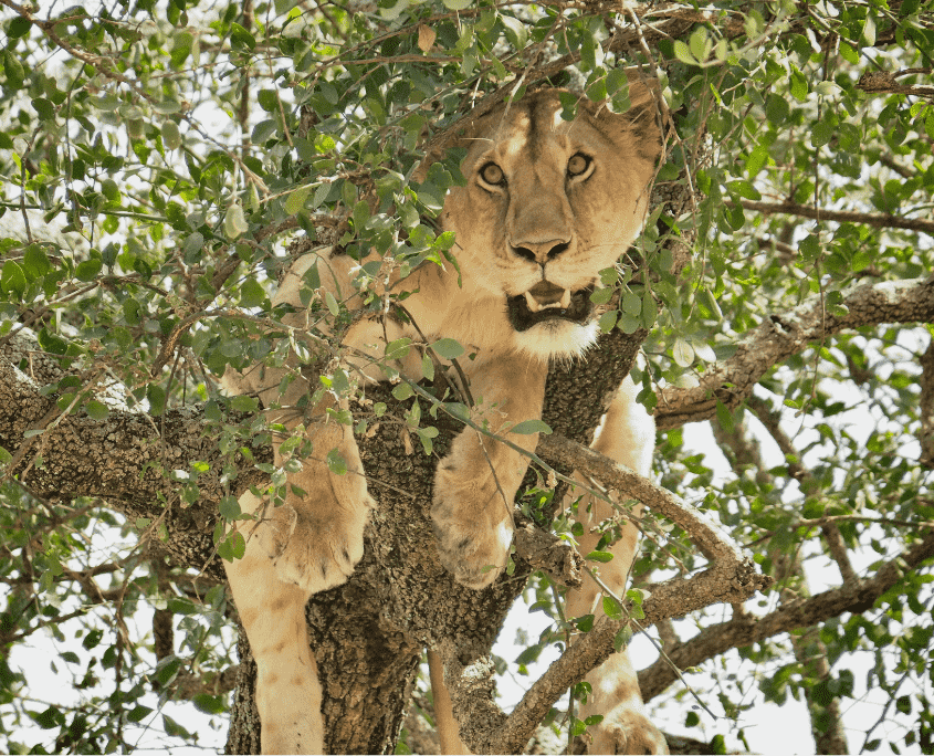 Leeuw in boom in Lake Manyara tijdens Tanzania safari