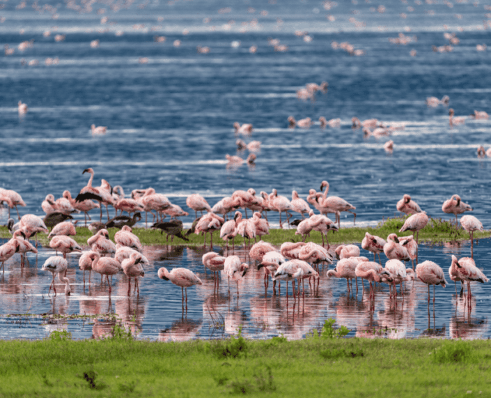 Flamingo's in meer tijdens safari in Tanzania