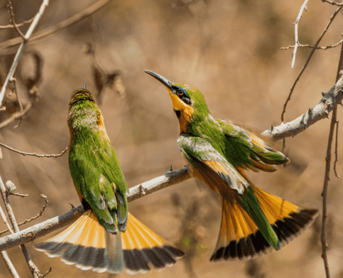 Vogel bijeneter op Tanzania safari