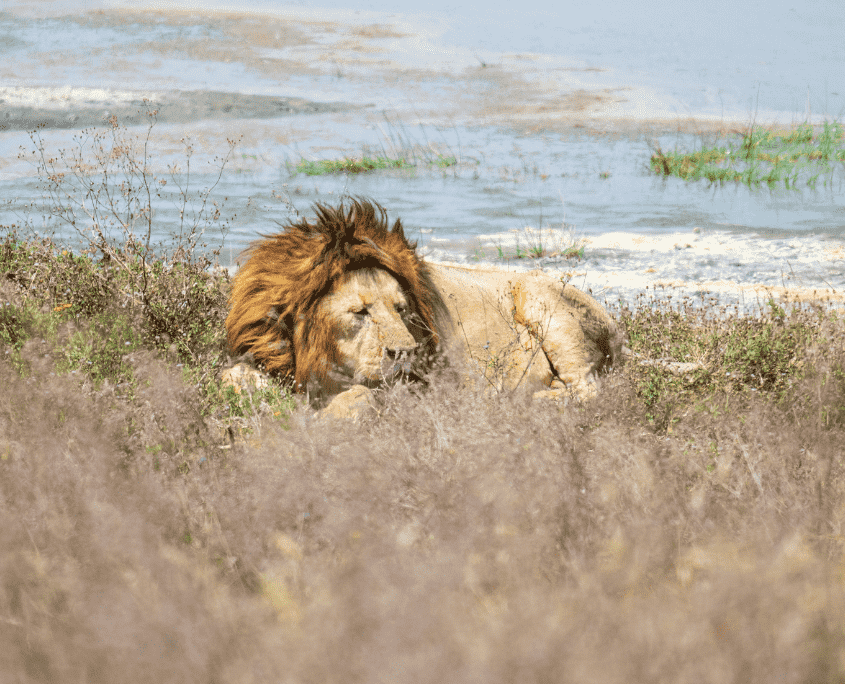 Leeuw in Ngorongoro tijdens een reis door Tanzania