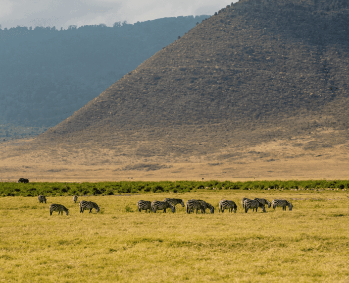 Zebra's in Ngorongoro Krater