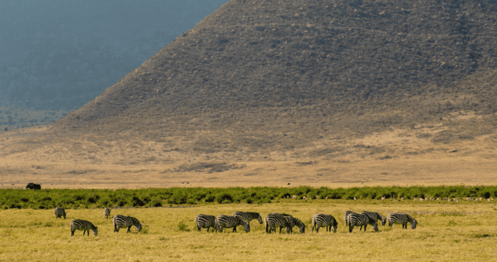 Zebra's in Ngorongoro Krater