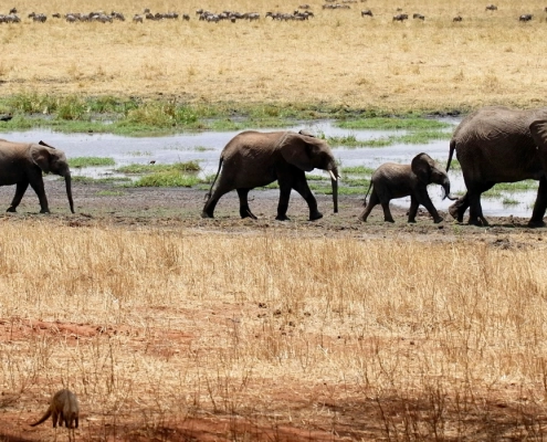 Olifanten en baby's in Tarangire National Park