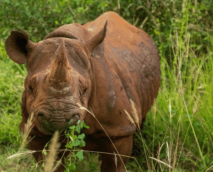 Zwarte neushoorn in Ngorongoro krater