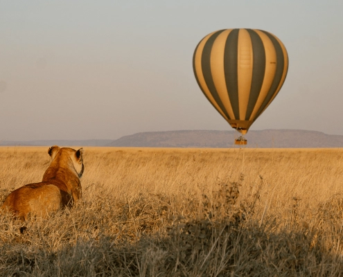 Leeuw kijkt naar luchtballon die over Serengeti National Park vliegt